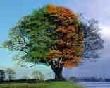 4 Seasons Tree